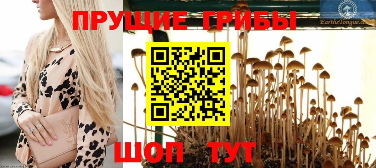 Псилоцибиновые грибы GOLDEN TEACHER Гулькевичи